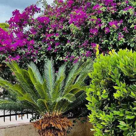 Frühstückspension Bouganville 3*